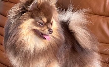 Zwergspitz & Samojede vom Finkenhain