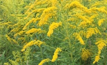 No Allergies Please - Allergist Burlington Testing & Treatment