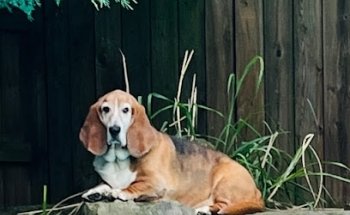 Parkside Animal Hospital