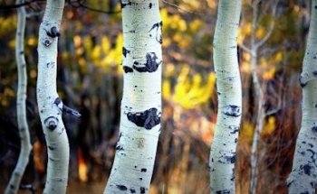 Gauthier Chiropractic & Wellness Center