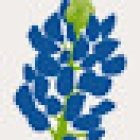 Bluebonnet Trails Community Services